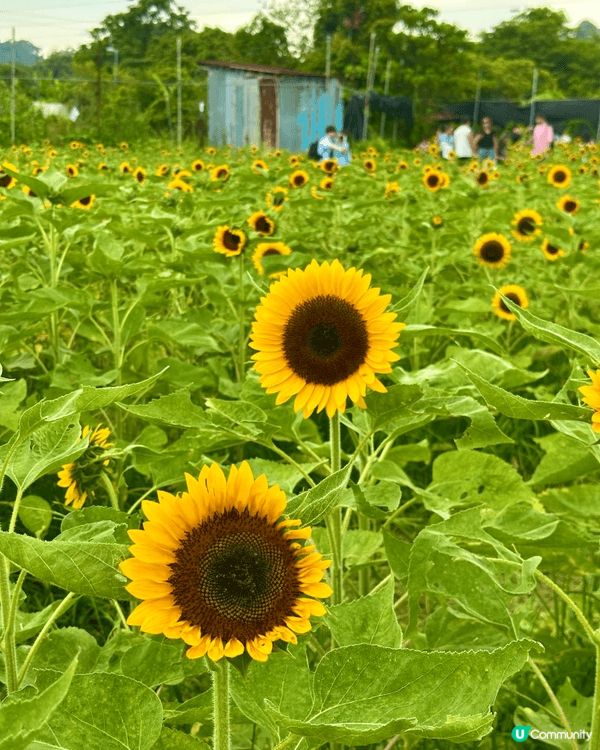 夏日限定，想親親大自然最岩就係帶小朋友去元朗信芯園睇盛開既太...