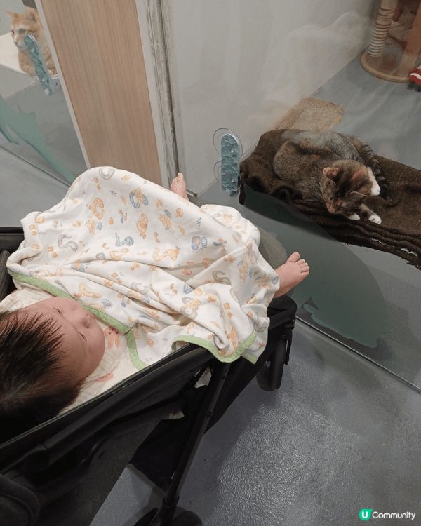 帶bb到愛護動物協會睇動物，涼住冷氣又有動物睇，係夏天室內最...