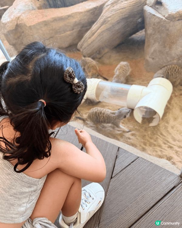 夏天必去💕海洋公園