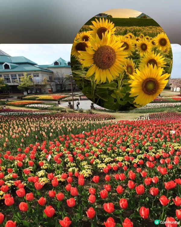 夏日新潟村！花海/美食任你玩！😍