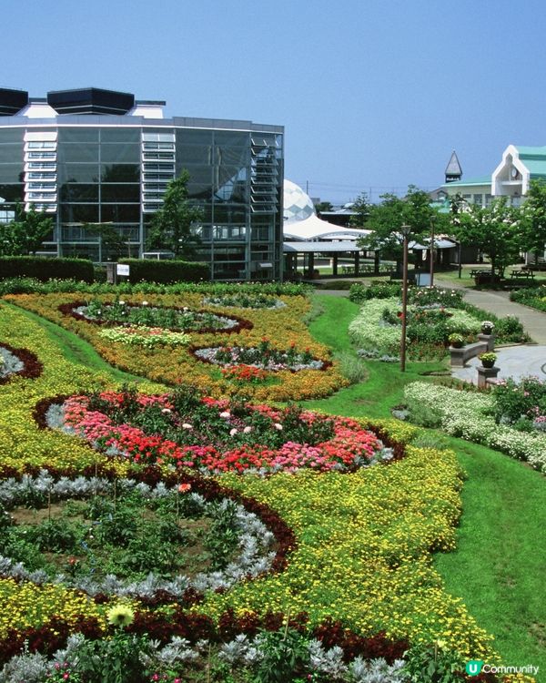 夏日新潟村！花海/美食任你玩！😍