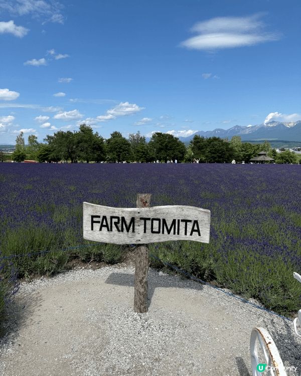 🌸富良野｜富田農場Farm Tomita。