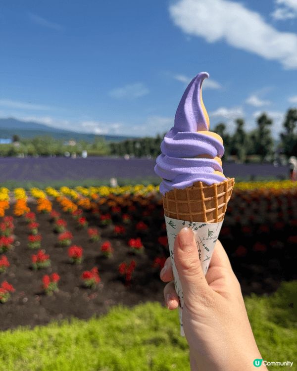 🌸富良野｜富田農場Farm Tomita。