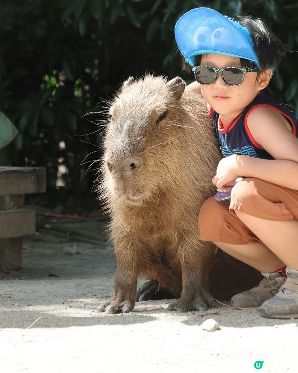 成個暑假做咗好多嘢，包括去九州旅行同海豚游水、動物園同cap...