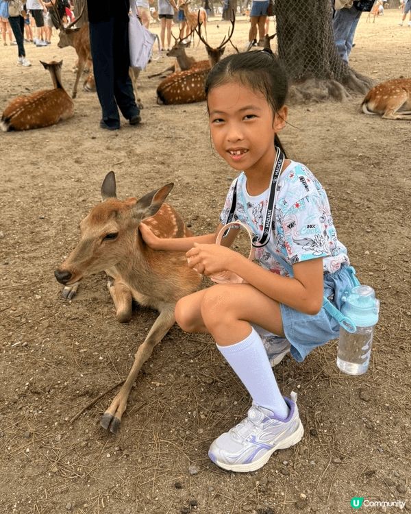 今個暑假去了奈良餵鹿，小鹿好可愛呀！又去了京都旅遊觀光，還在...