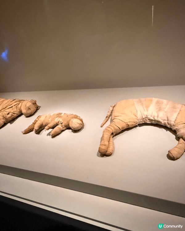 帶仔仔去體驗故宮埃及展覽，場內有展示各種古埃及既展品外，亦有...