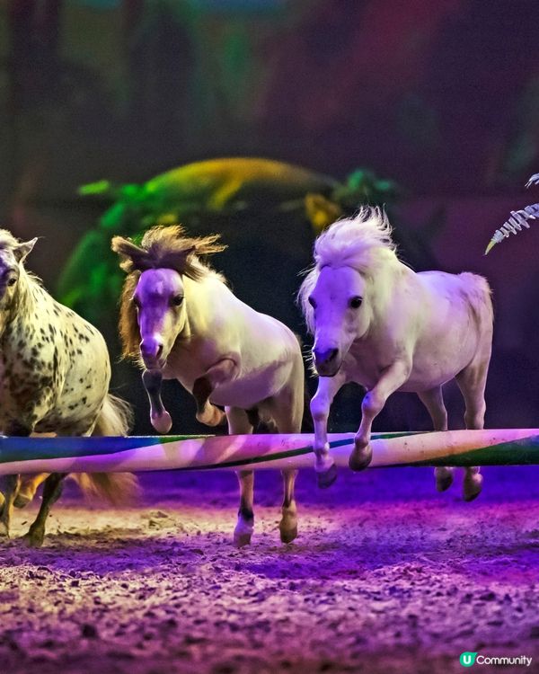 54匹馬一齊搭飛機嚟香港表演俾大家睇！✈️🐎