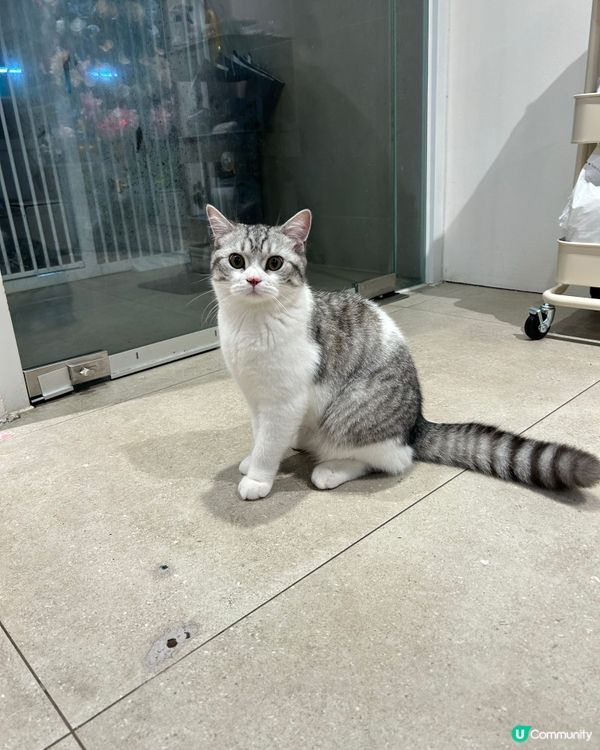 大角咀呢間小店大癲😱二人餐只需$288🐈‍⬛