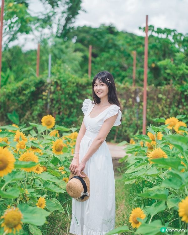 【元朗信芯園🌻最後機會】金黃花海就快消失