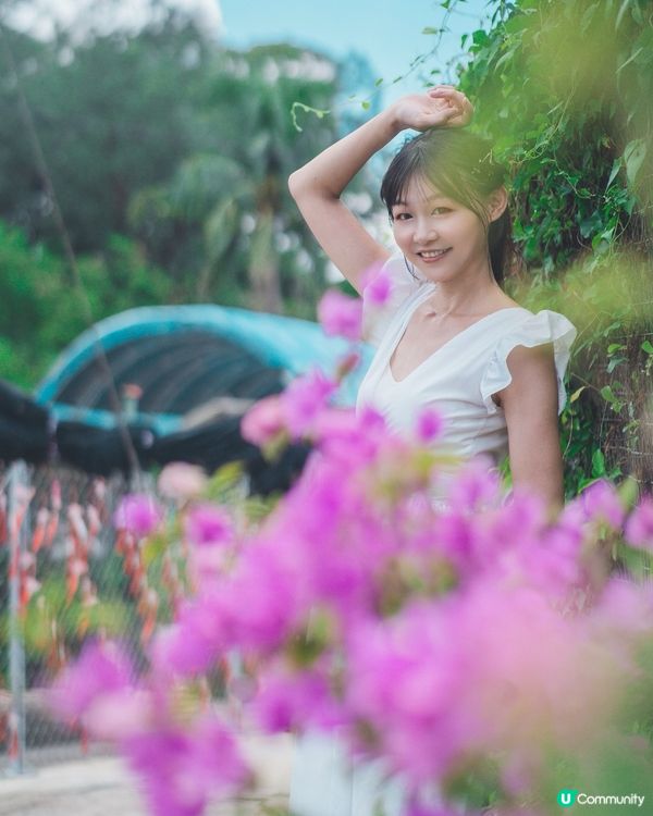 【元朗信芯園🌻最後機會】金黃花海就快消失