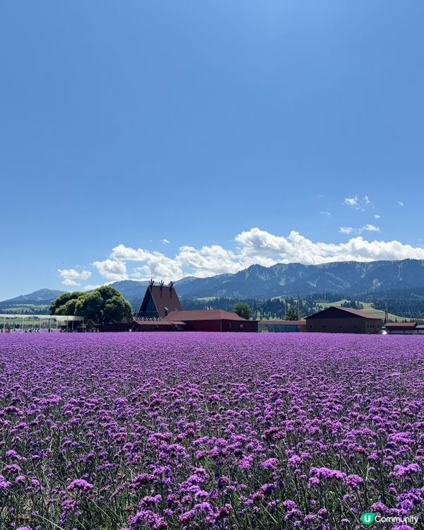 那拉提花海