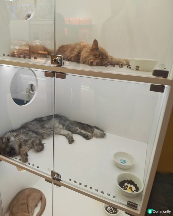 貓奴天堂🚨 貓咪藝術展🐾💯