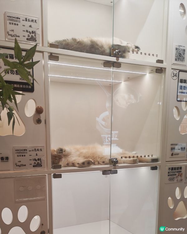 貓奴天堂🚨 貓咪藝術展🐾💯