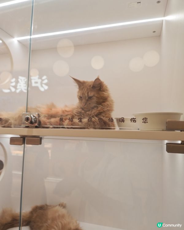貓奴天堂🚨 貓咪藝術展🐾💯