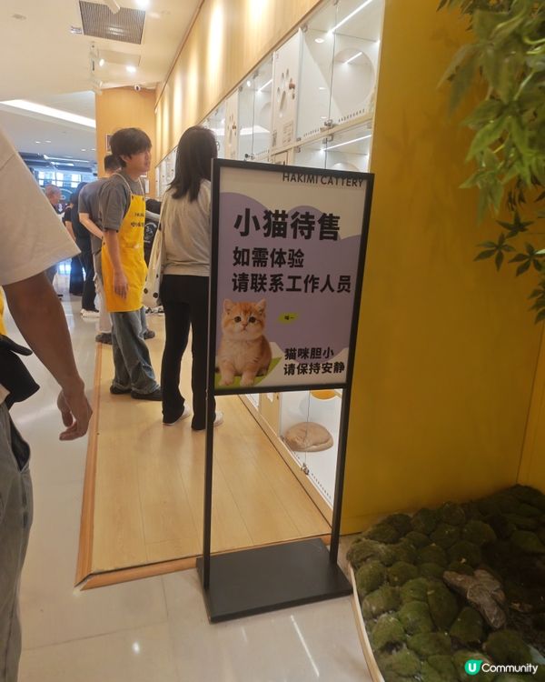 貓奴天堂🚨 貓咪藝術展🐾💯