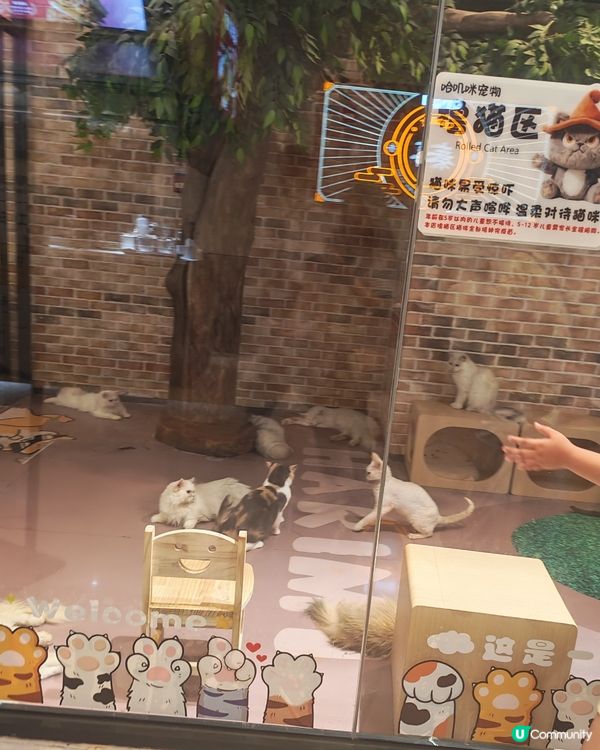 貓奴天堂🚨 貓咪藝術展🐾💯