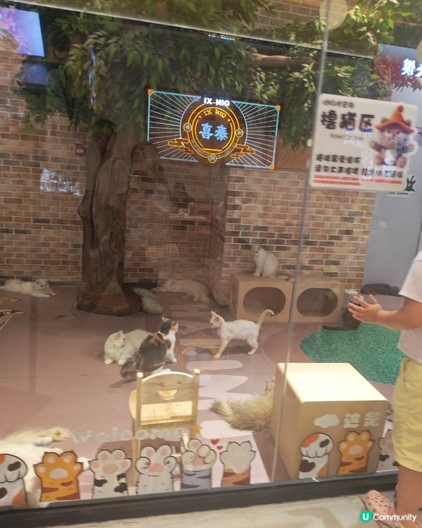 貓奴天堂🚨 貓咪藝術展🐾💯