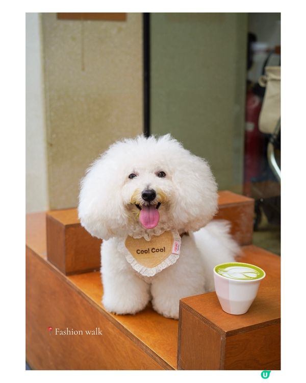 銅鑼灣寵物友善 cafe🐾☕️