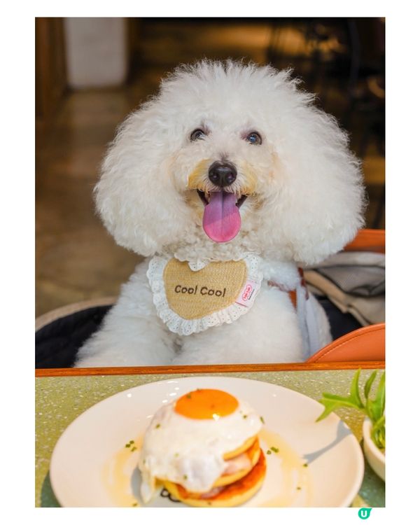 銅鑼灣寵物友善 cafe🐾☕️