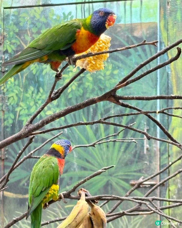 珍珠野生動物園，富國島必去景點