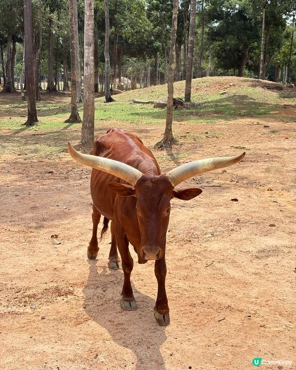珍珠野生動物園，富國島必去景點