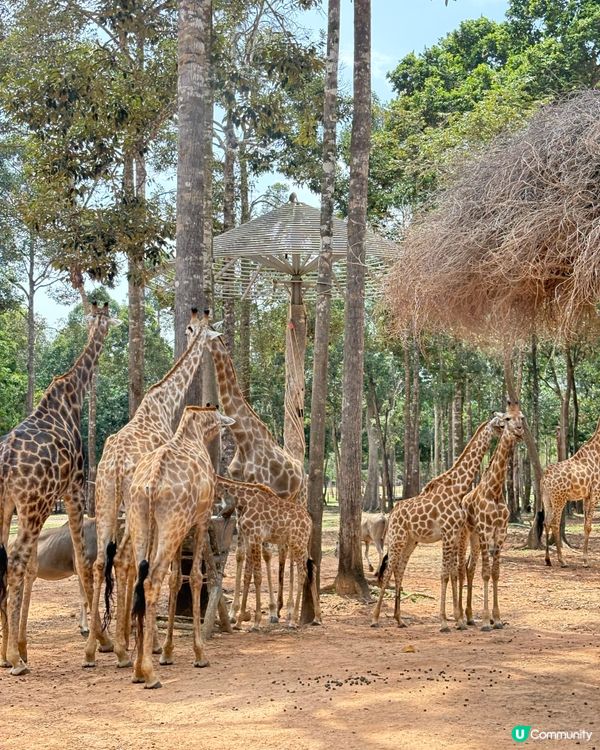 珍珠野生動物園，富國島必去景點