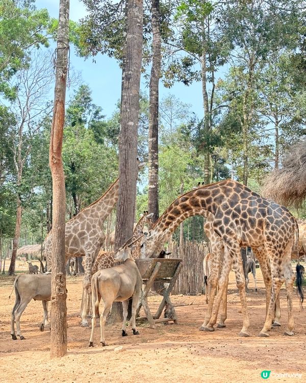 珍珠野生動物園，富國島必去景點