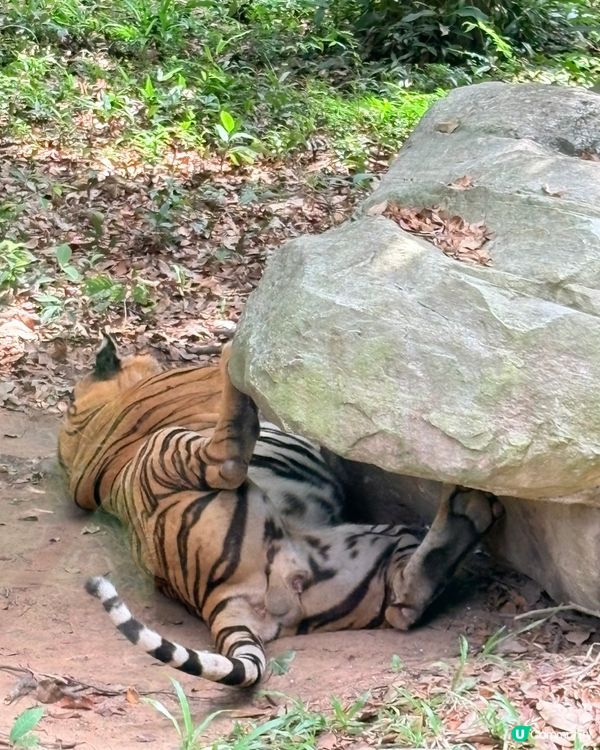 珍珠野生動物園，富國島必去景點