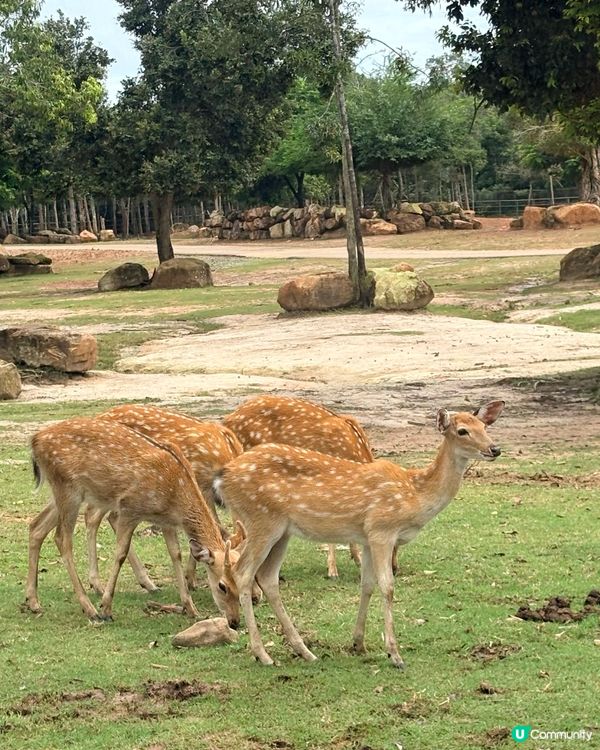 珍珠野生動物園，富國島必去景點