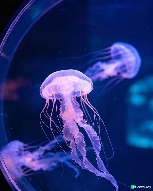 上海海洋水族館真係親子遊首選，個藍色隧道影相勁有feel，啲...