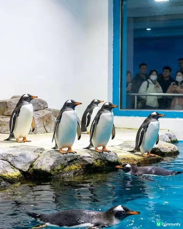 上海海洋水族館真係親子遊首選，個藍色隧道影相勁有feel，啲...
