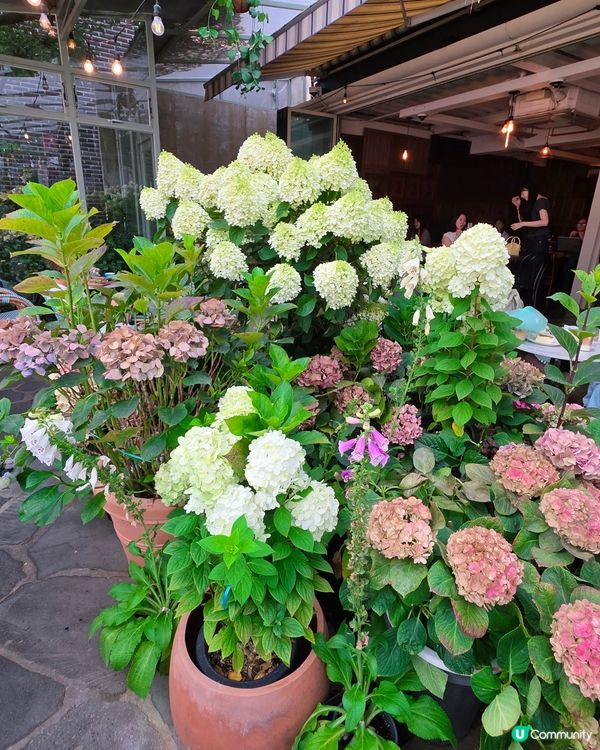 首爾弘大花花Cafe☕️🌸🌸