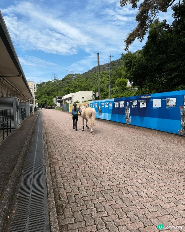 最近親子好去處，就係香港賽馬會嘅公眾騎術學校。