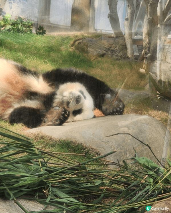 海洋公園夏日派對玩水區, 炎炎夏日可以玩水非常開心, 還可以...