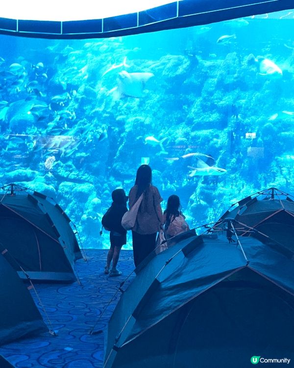 海洋公園快閃海洋夜：唯一香港水族館過夜嘅黃金記憶球之旅