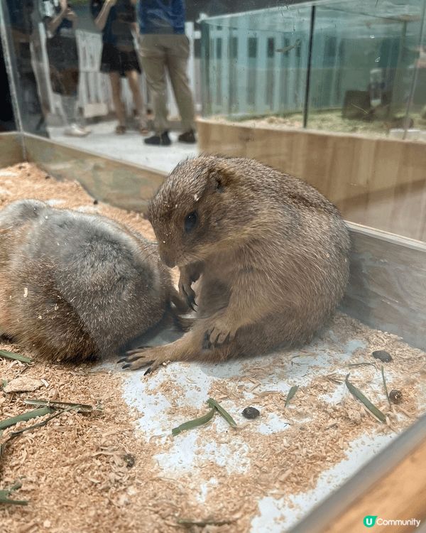 深圳中航城寵萌樂園, 有可愛的水豚君, 仲要所有動物都可以抱...