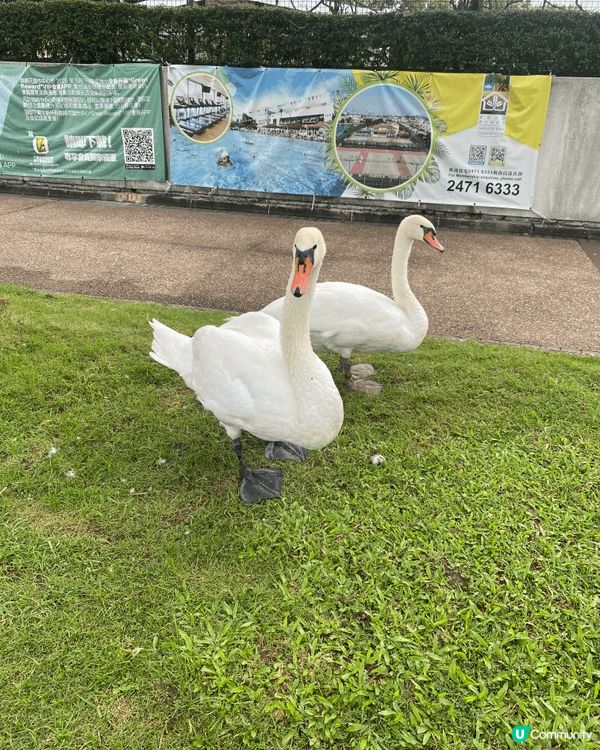錦繡花園湖畔非常適合帶仔仔睇天鵝、散步曬太陽，戶外放電完，真...