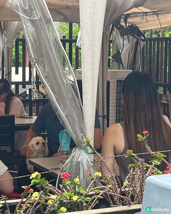 華嫂冰室🐶 pet friendly茶餐廳 寵物友善冰室