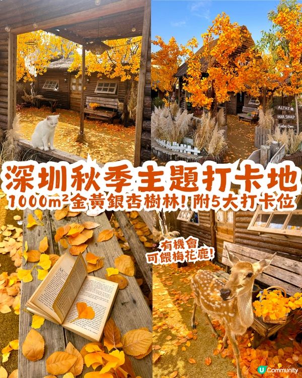 深圳新秋季主題打卡地！1000㎡金黃銀杏樹林🍂附5大打卡位