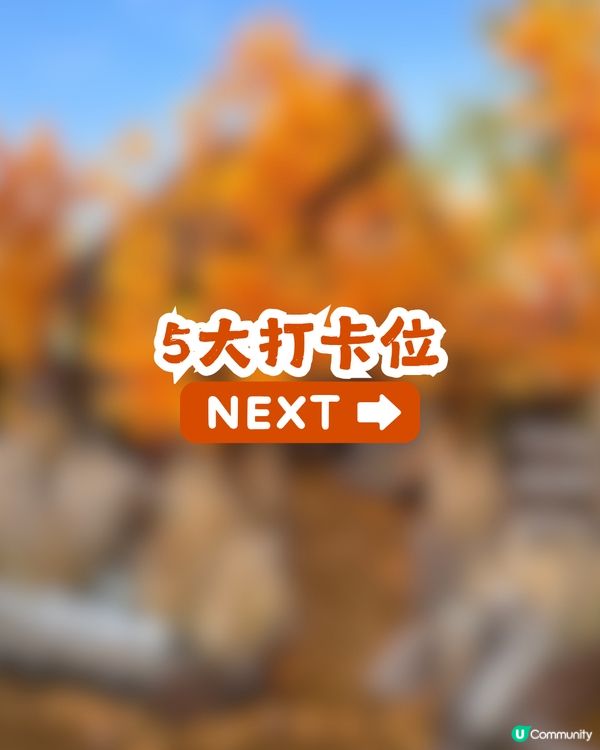 深圳新秋季主題打卡地！1000㎡金黃銀杏樹林🍂附5大打卡位