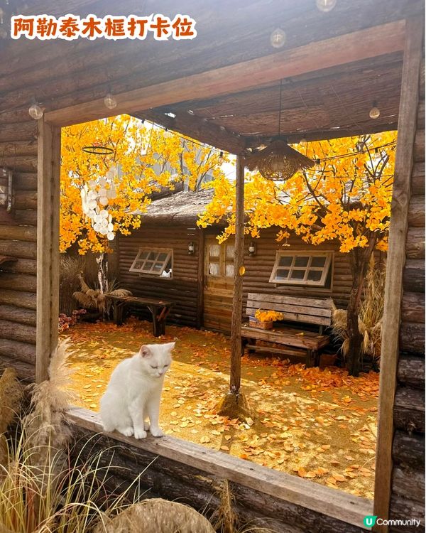 深圳新秋季主題打卡地！1000㎡金黃銀杏樹林🍂附5大打卡位