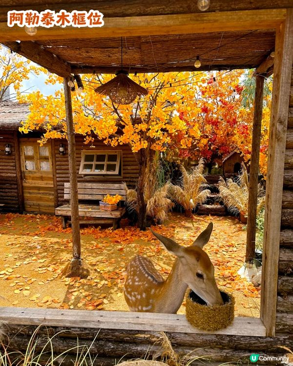 深圳新秋季主題打卡地！1000㎡金黃銀杏樹林🍂附5大打卡位