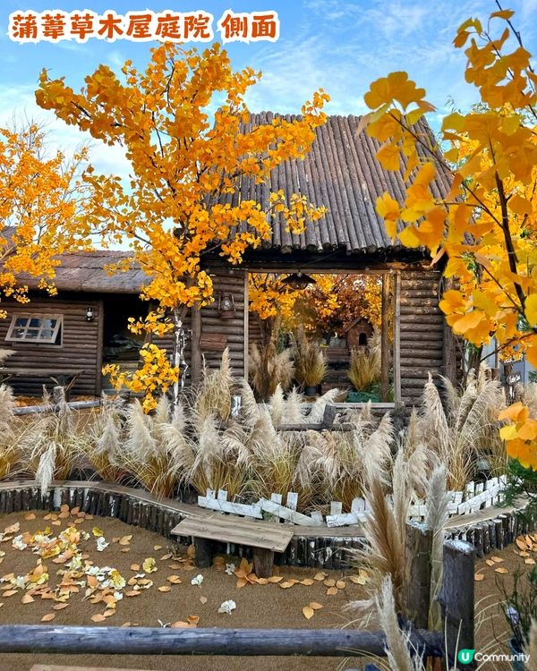 深圳新秋季主題打卡地！1000㎡金黃銀杏樹林🍂附5大打卡位