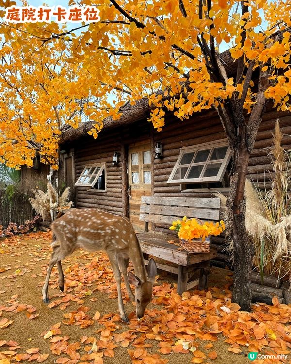 深圳新秋季主題打卡地！1000㎡金黃銀杏樹林🍂附5大打卡位