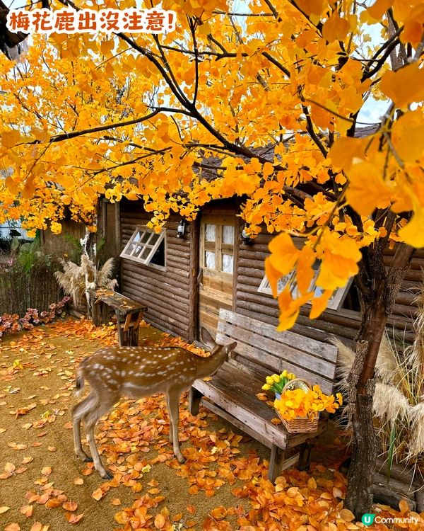 深圳新秋季主題打卡地！1000㎡金黃銀杏樹林🍂附5大打卡位