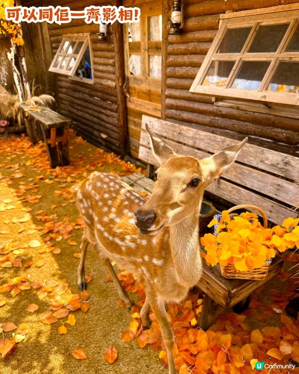 深圳新秋季主題打卡地！1000㎡金黃銀杏樹林🍂附5大打卡位