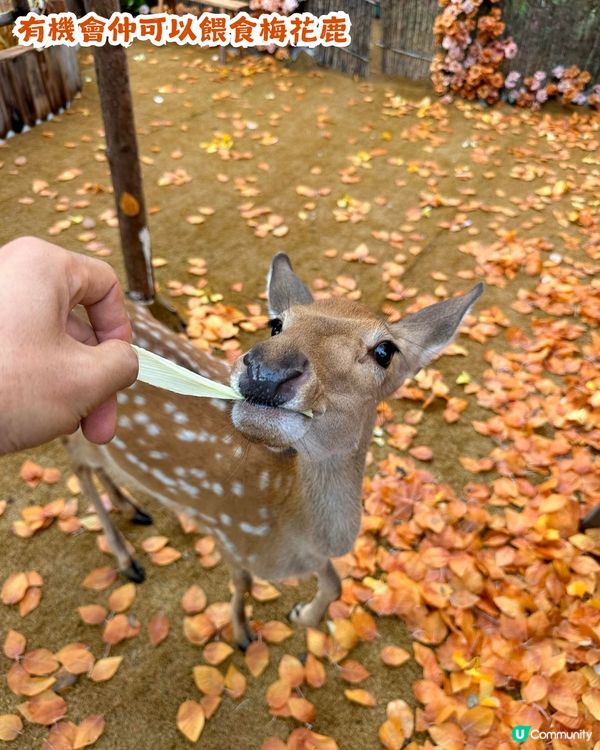 深圳新秋季主題打卡地！1000㎡金黃銀杏樹林🍂附5大打卡位