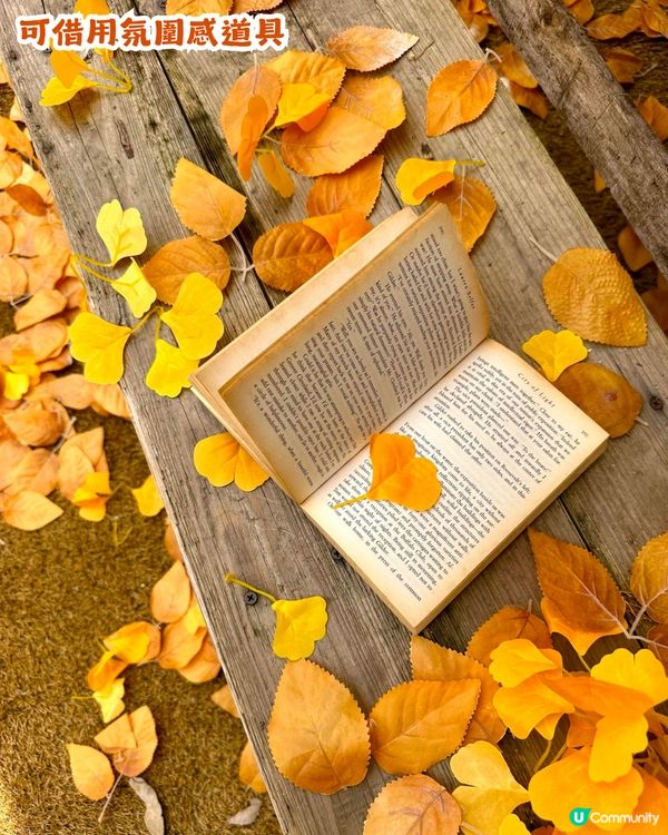 深圳新秋季主題打卡地！1000㎡金黃銀杏樹林🍂附5大打卡位