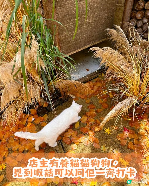 深圳新秋季主題打卡地！1000㎡金黃銀杏樹林🍂附5大打卡位