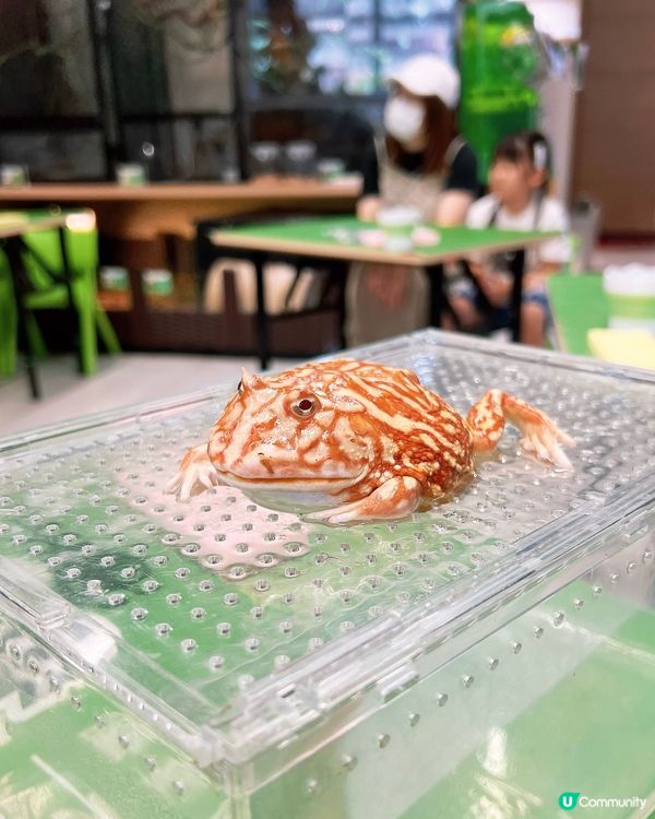 IG免費名額✨My Mini Zoo 同小動物近距離接觸💖